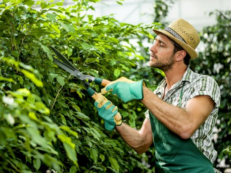 Local climate and soil considerations for Golders Green landscaping