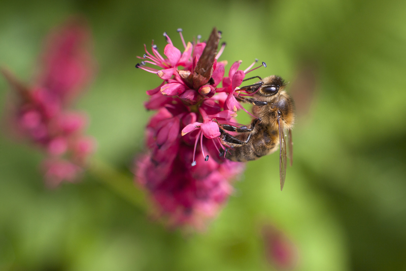 Lawn care lawn maintenance