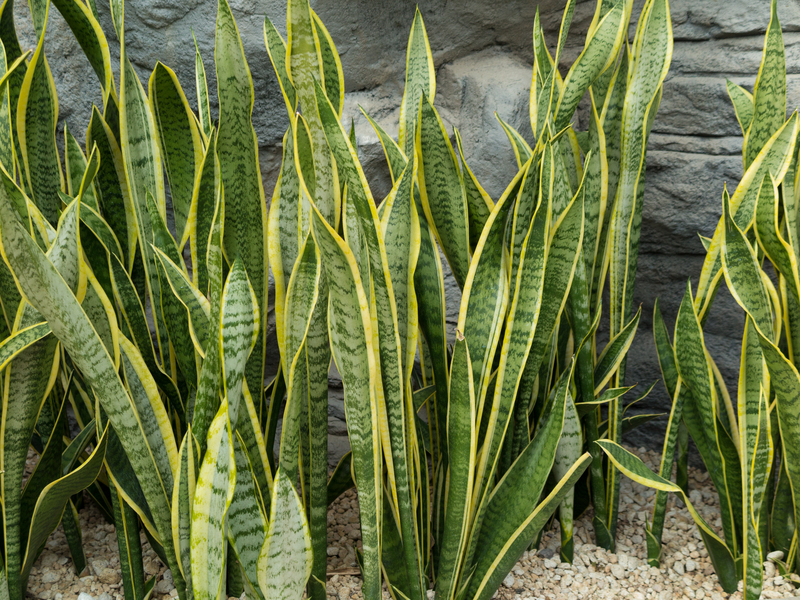 garden outdoor space